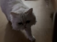 Ücretsiz bakımlı kediler