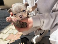 YUMUŞACIK TÜYLER YUMUŞACIK FRENCH BULLDOG PATİLER