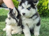 Maviş gözlü Safkan Husky minikler