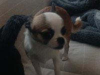 Şivava köpeğimiz 5 aylık dişi