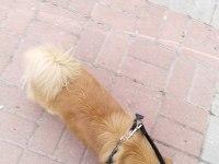 Gelin adayı aranıyor pekinez