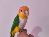 Full Evcil Konuşan Portakal Kafa Caique