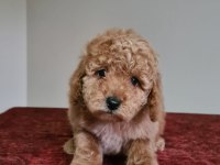 Erkek Apricot Toy Poodle Bebekler