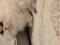 Ömürlük yuva british longhair kedisi