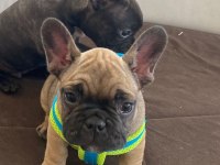 Güzeller güzeli french bulldog yavrularımız