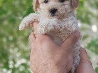 Minik dostunuz toy poodle