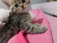Sevgi dolu british shorthair bebeklerim