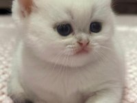 SAFKAN BRİTİSH SHORTHAİR VE LONGHAİR YAVRULAR