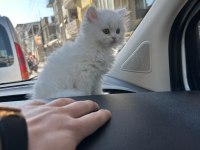 Safkan şecereli british longhair beyaz yavru