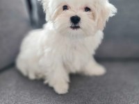 Maltese terrier yavru aşıları tam harika yavrular