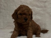 Toy poodle dişi erkek