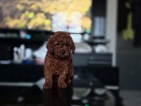 Kore toy poodle yavrular
