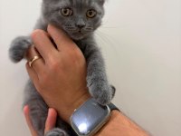 ACİL 2 AYLIK ERKEK KEDİLERİMİZ YUVALARINI ARIYOR