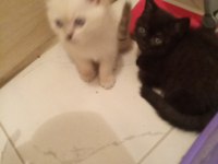 2 tane siyah beyaz british shorthair