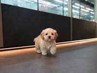 MALTİPOO YAVRULARIM