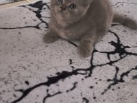 British shorthair yavrular teslime hazır