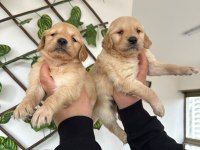 Golden Retriever Bebekler Yeni Yuvalarını Arıyorlar