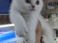 British shorthair blue point