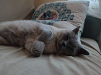 1 Yaşında british shorthair çiftleşme (eş aranıyor)