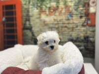 Maltese Terrier Yavru Köpeklerimiz