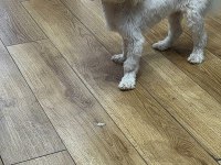 Kore maltese
