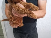 Anne Altından Poodle Yavrular