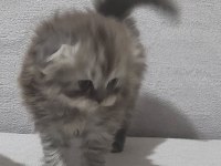 Scottish fold longhair dişi bebek