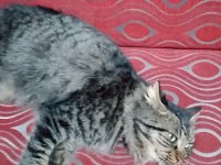 İran kedisi cinsi