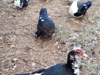 Meraklısına ördekler