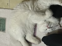 Uyguna sahiplendirilecek british longhair