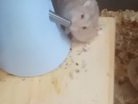 Ücretsiz gonzales hamsterlar