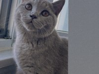 Erkek Kısır Kedimizi Sahiplendiriyoruz