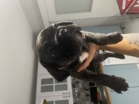 Tiger fransız bulldog yavrularımız