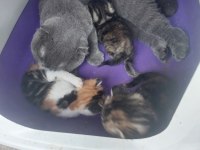 Uysal Sakin Eğitimli Scottish Fold