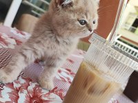 British longhair minişler yeni sahiplerini bekliyor