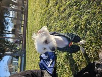 Ücretsiz sahiplendirme köpeğimiz