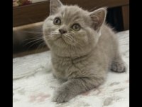 British Shorthair Dişi Lilac