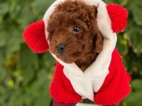 Kore Toy Poodle yavrularımız