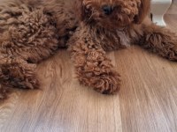 Yakışıklı erkek poodle