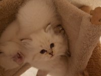 Mükemmel tatlılıkta british longhair yavrular