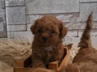 Minik poodle kurabiyeler