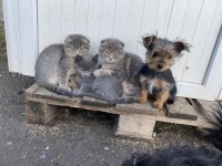 Kaliteli scottish fold yavrularımız