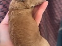 Safkan Toy poodle yavrular