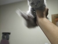Cok uyguna maviş gözlü british shorthair yavru