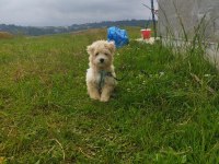 Sahibinden uyguna acil maltipoo
