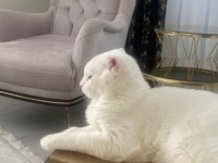 Scottish Fold Erkek Kedime Dışı Kedi Arıyorum