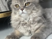 British longhair 4 aylık dişi