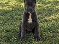 Harika Anatomi Cane Corso Yavrular