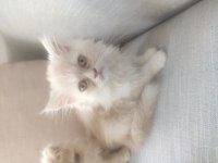 Yavru İran kedileri uygun fiyat