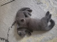 Safkan british ve scottish fold